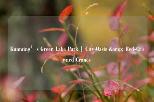 Kunming’s Green Lake Park | City Oasis & Red-Crowned Cranes