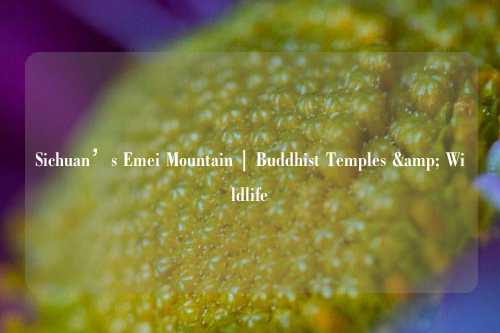 Sichuan’s Emei Mountain | Buddhist Temples & Wildlife